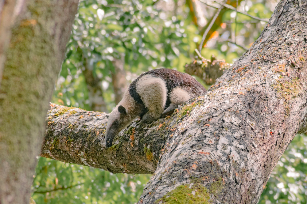 Northern Tamandua Anteater Hunting Cropped