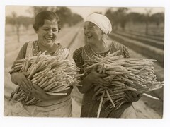 Asparagus Farmers German Women Berlin Robert Sennecke 1934 Photo