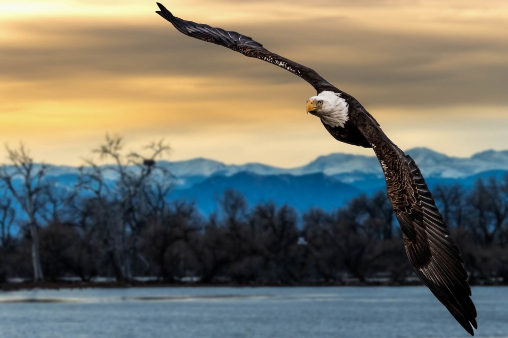 Bald Eagle Sunset
