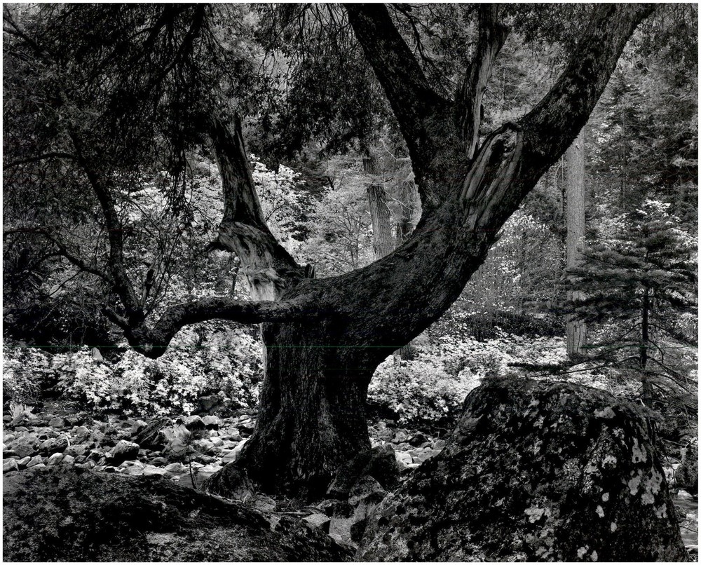 1944 1990s Ansel Adams Ancient tree Merced River Canyon Large Art Photo