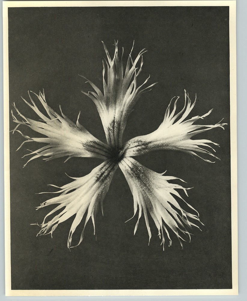 1942 Original BOTANICAL PLANT Garden pink I Flower Photo Art KARL BLOSSFELDT