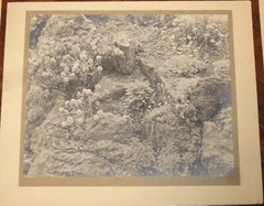 6 Vintage Signed Matted Sepia Photographs ~ Montclair NJ Botanical Gardens L2