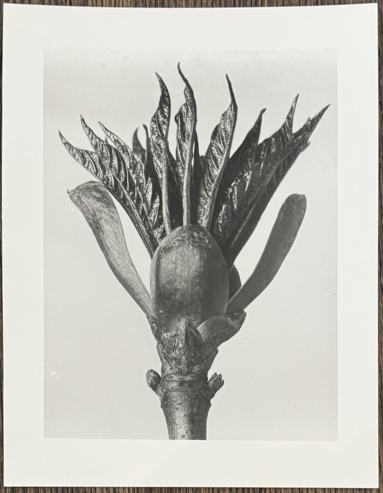 Karl Blossfeldt, horse chestnut, photograph from estate, stylus art 2010