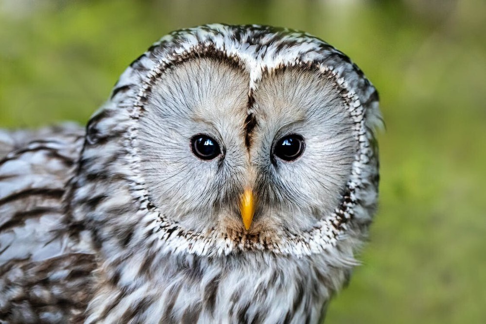 Digital Image Picture Photo Pic Wallpaper Background Water Trees Ural Owl