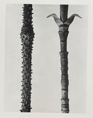 Karl Blossfeldt, Spruce and Magnolia, Photograph, Estate, Pen Art 2010