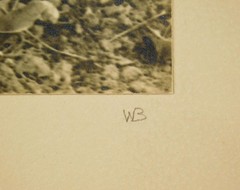 Set 3 Vtg B/W art Photos 1920s moody tropic still life plants exhibited labels