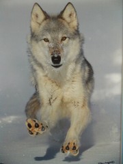 WOLF PHOTOGRAPH BY WARREN MAGILL LIMITED EDITION 20″ X 16″ # 2