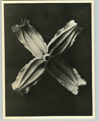 1942 Original BOTANICAL PLANT Clematis Flower Photo Art KARL BLOSSFELDT