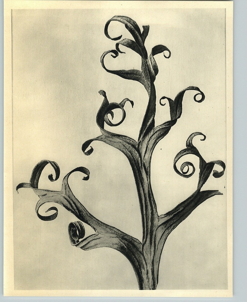 1942 Original BOTANICAL PLANT Larkspur Flower Photo Art KARL BLOSSFELDT