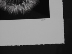 Striking #49 of 100 18.5″x22.5″ B&W Photo Framed Deckle Edge Flower Dandelion