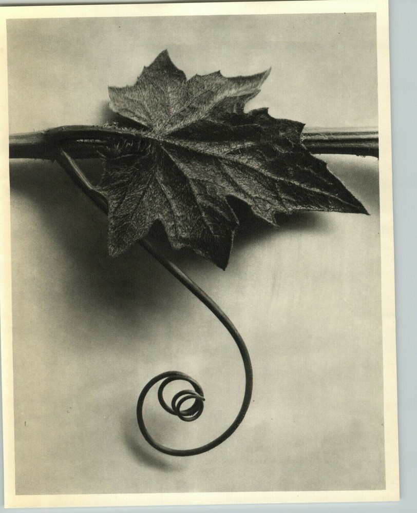 1942 Original BOTANICAL Bryonia Alba Vine Flower Plant Photo Art KARL BLOSSFELDT