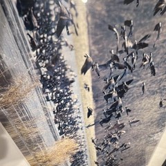 Laurie Eastely “Flyout” Finley Wildlife Refuge Birds 14 x 18 Framed Photograph