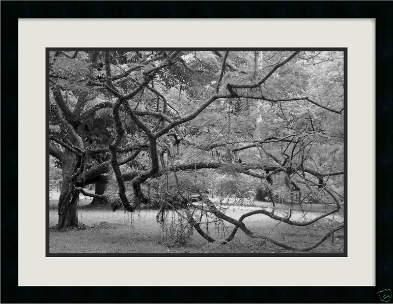 TREE IN BRAZIL Rio’s Botanical Garden 20×30 Photo Print