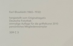 Karl Blossfeldt, Spruce and Magnolia, Photograph, Estate, Pen Art 2010