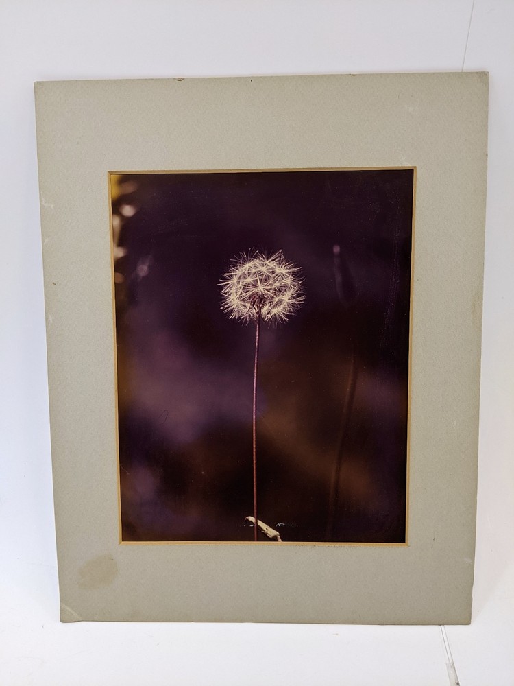 Vintage 1970s Matted Photograph Print of a Solitary DANDELION FLOWER 14″ x 11″