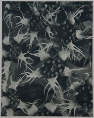 Vintage Photogravure, Karl Blossfeldt “Tellima Grandiflora” 1932