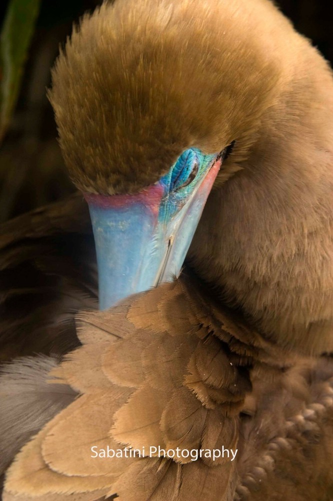 Red Footed Booby, Genovesa Island, Galapagos 11 x 14 Print Metallic Paper