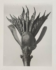 Karl Blossfeldt, horse chestnut, photograph from estate, stylus art 2010