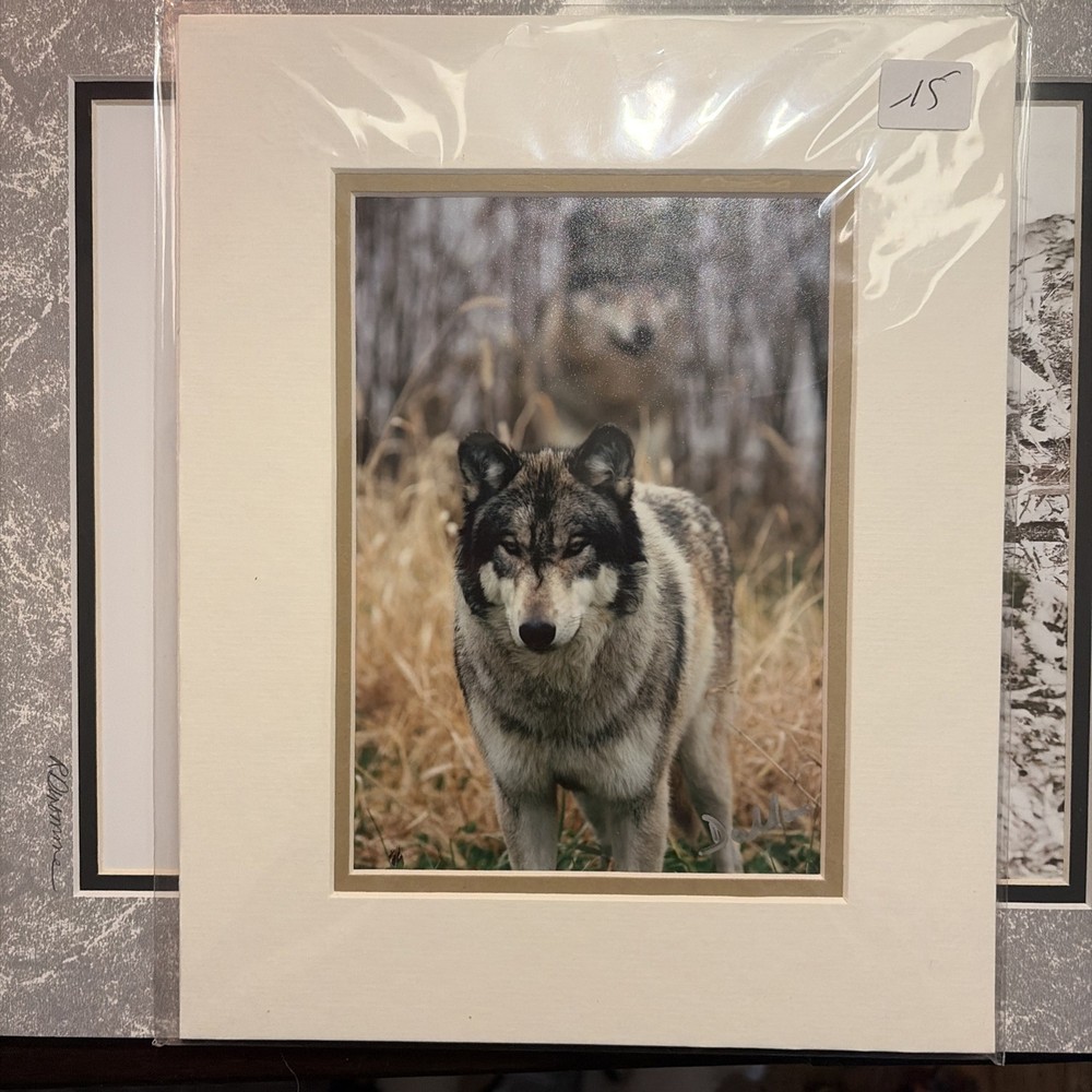Beautiful Wolf Photograph In Plastic Hand Signed By The Artist