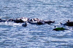 “More Tourists Staring at Us” Harbor Seal Wall Art
