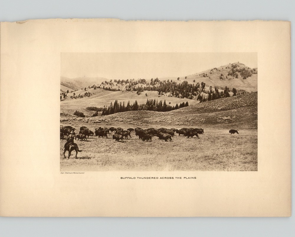 Wanamaker/Dixon “Buffalo Thundered Across the Plains” 1913 Original Photogravure