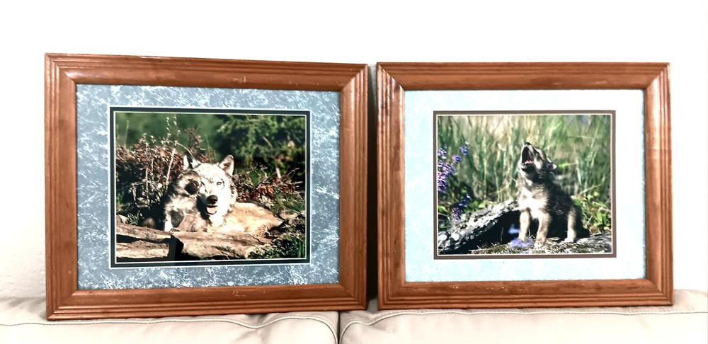 Millcreek Wildlife Reflections Set Photographs Wolves 2 Framed Matte 16.5″x13.5″