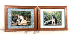 Millcreek Wildlife Reflections Set Photographs Wolves 2 Framed Matte 16.5″x13.5″