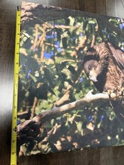 Young Bald Eagle On Canvas, Approximately 20×14 Inches