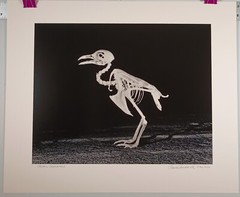 Original Large Format Black & White Photo Quail Skeleton by Charles Fendrock