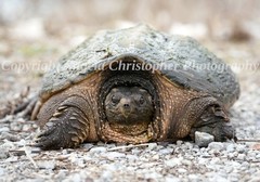 Original ACEO photo fine art print 2.5 x 3.5 inches CLOSEUP OF A SNAPPING TURTLE