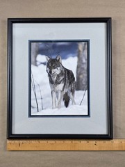 Framed Gray Wolf Photograph Wildlife Wall Art Ginkgo Tree Black Mountain NC