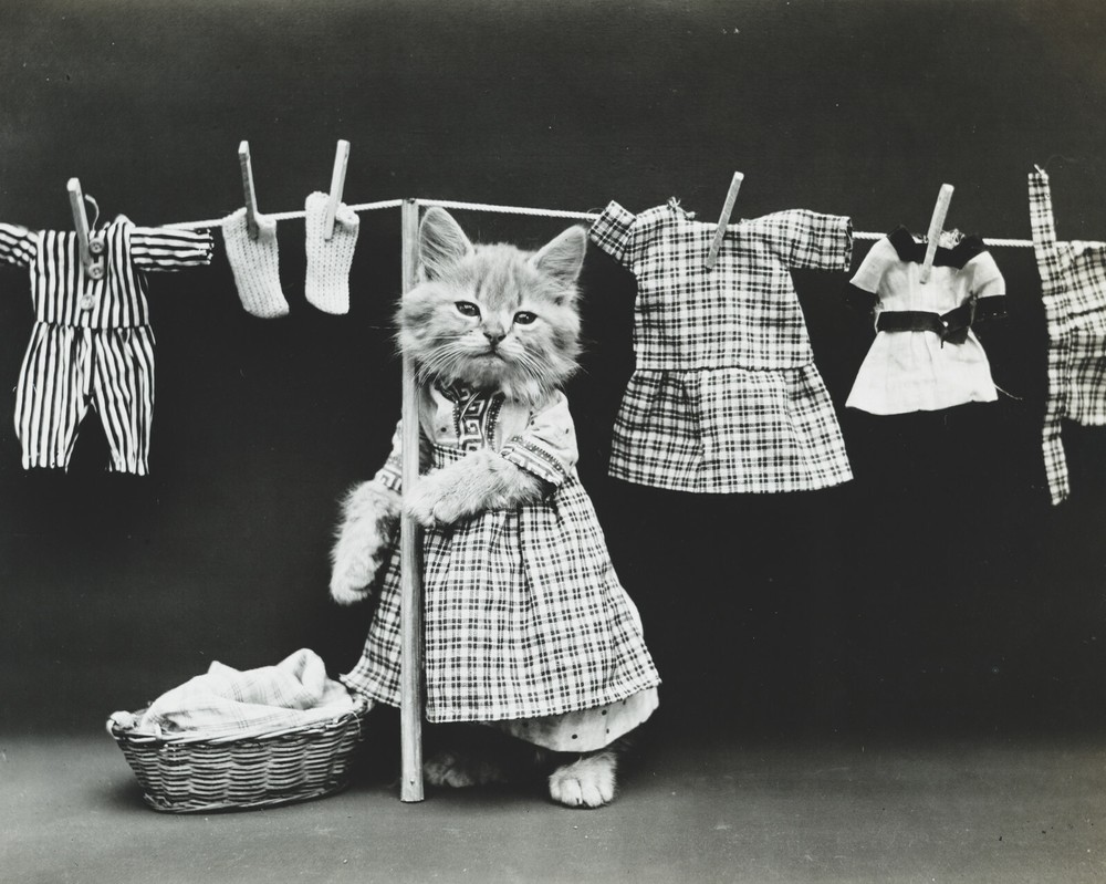 cat kitten kitty art print Harry Whittier Frees 8×10 vintage photo picture #7