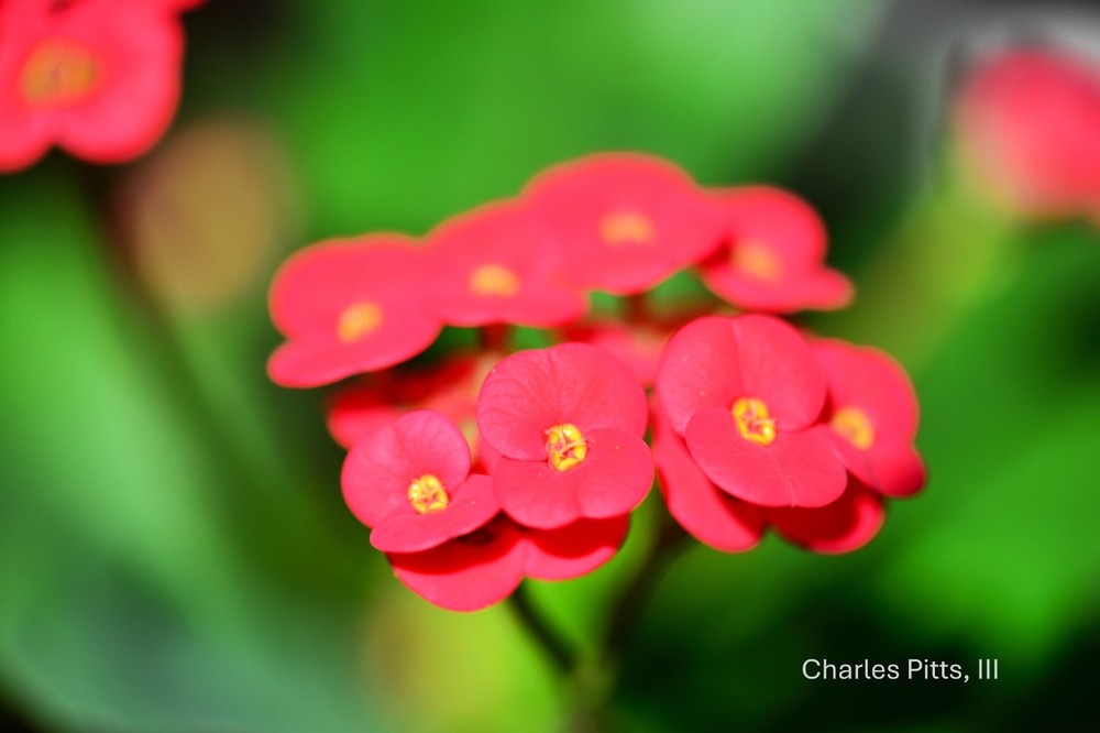 photo art flowers