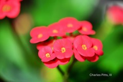 photo art flowers