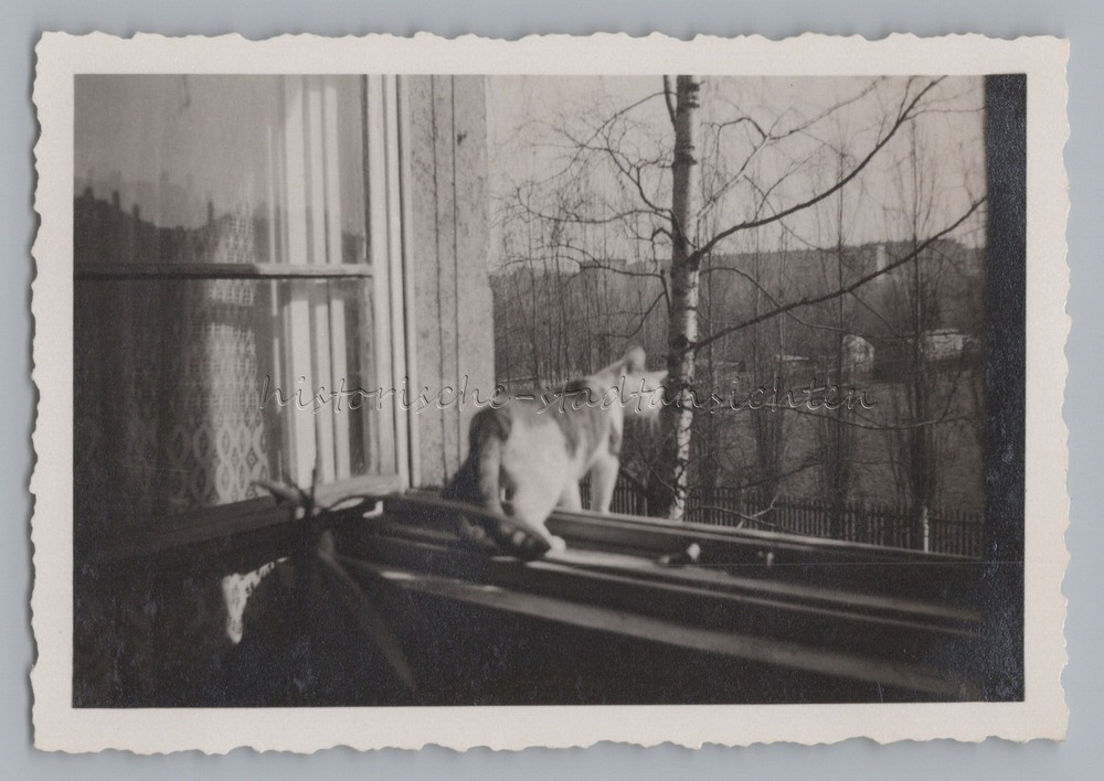 Cat Looking Out Open Window Spring 1952 – Vintage Photo 1950s