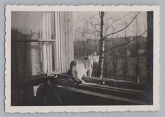 Cat Looking Out Open Window Spring 1952 – Vintage Photo 1950s