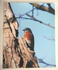 Beautiful Photo of a Bluebird 8×10 photo, Wildlife Photography by Chris Mathein