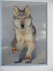 WOLF PHOTOGRAPH BY WARREN MAGILL LIMITED EDITION 20″ X 16″ # 2