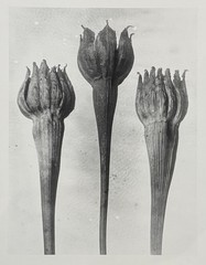 Karl Blossfeldt, lamb salad, photograph from estate, stylus art 2016