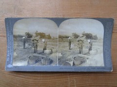 Antique Old Photo Japan Kioto Kyoto Wheat Showing Japanese Agriculture