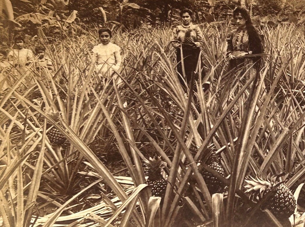 Puerto Champ Pineapple To Mayagüez 1899