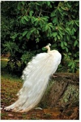 BLANCO, THE VISITOR Signed Framed Hawaiian Photographer Lilian De Mello 14×18