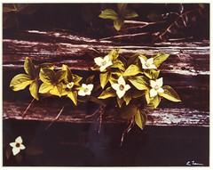 Vtg “Canadian Dogwood” 8×10 Photograph, Signed, Matted & Framed (13×16) LEE MANN