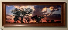 Chitabe Sunset Botswana by Tony Newlin 60″ x 20″ Artist Signed Print #22/500