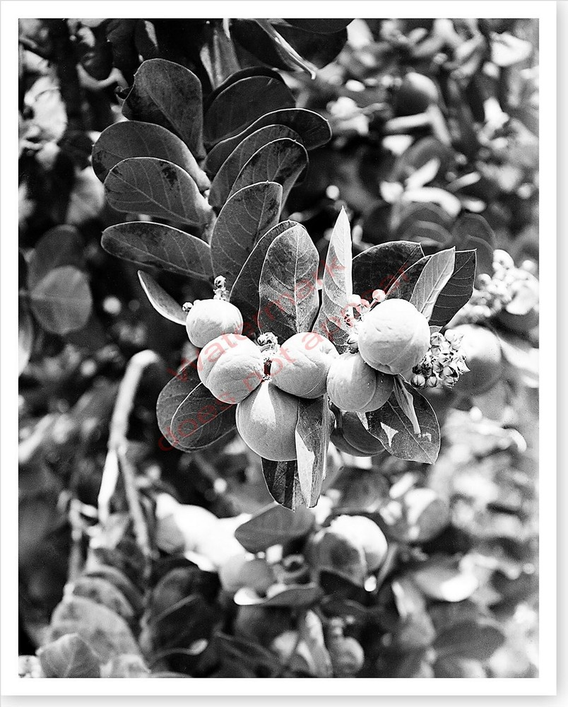 Sodom Apple Plant Near En Gedi Dead Sea 1920’s Holy Lands Silver Halide Photo