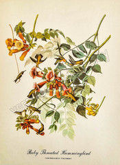 Ruby Throated Hummingbird Bird Art DIGITAL DOWNLOAD Antique Print at Home Decor