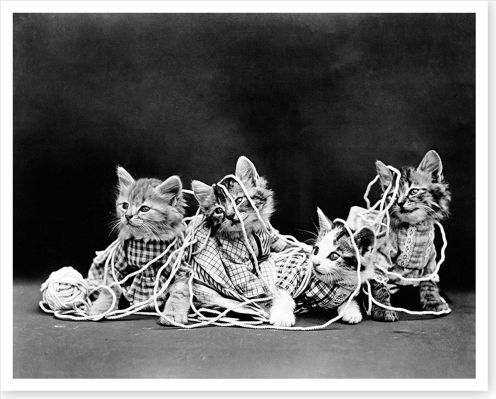 1914 Kittens Cats Wearing Clothes Tangled In Twine Silver Halide Photo