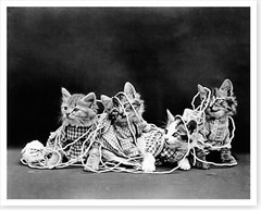 1914 Kittens Cats Wearing Clothes Tangled In Twine Silver Halide Photo