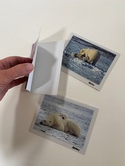 Mike Kelly Photographs / Polar Bears in Snow Signed / Cards 3.5″ x 5″