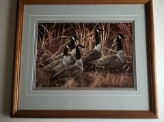 Thomas Mangelsen Framed Photograph Art Print Canada Geese In Reeds Denali Alaska